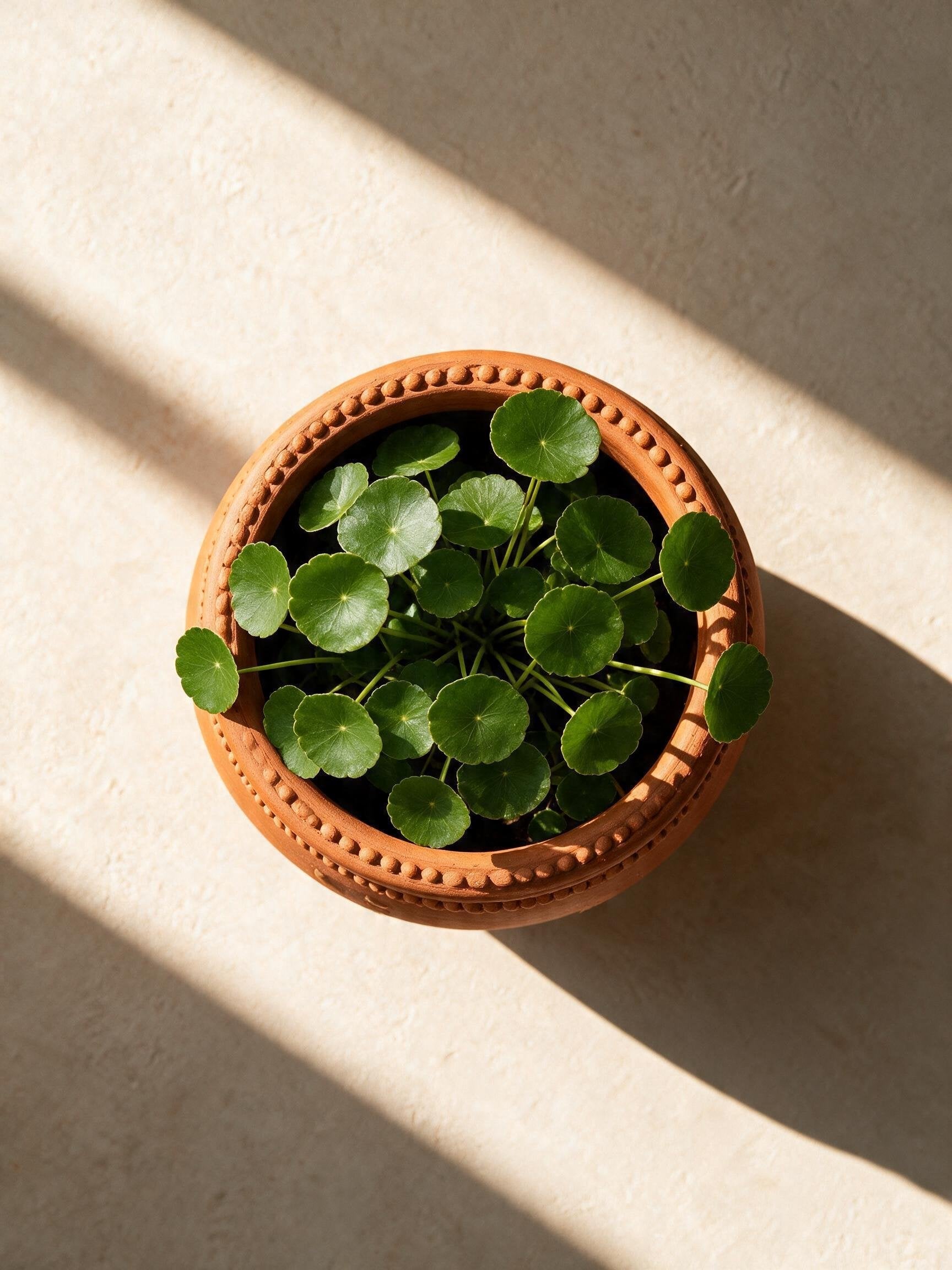 Kanha Planter